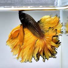 Live Betta Fish 034 Copper Yellow Mustard Flower Tails 034 Jn170 Male Betta Fish Betta Siamese Fighting Fish