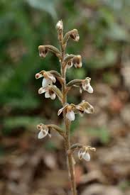 Image result for Hetaeria