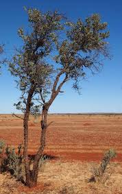 Image result for Englerina inaequilatera