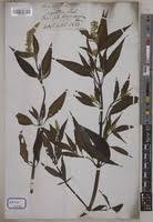 Image result for Centrostachys aquatica