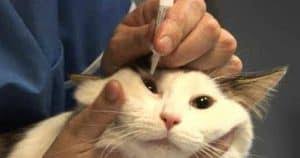 16 Cara Mengobati Sakit Mata Pada Kucing Anggora Arenahewan Com