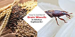 You should put the traps all around the bowl's edges when the insects try to run out of the utensil. 5 Best Ways To Get Rid Of Grain Weevils In Kitchen Cupboards