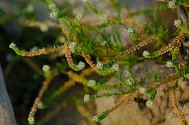 Image result for Coronopus integrifolius