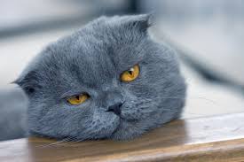Sirin Ve Tuylu Scottish Fold Ozellikleri Ve Bakimi Vetrium Cayyolu Veteriner Klinigi