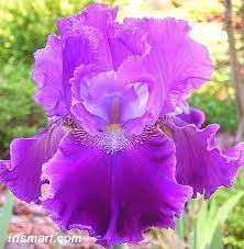 Tintinnabulation Tall Bearded Iris Bearded Iris Iris Flowers Iris Garden