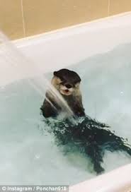 Our story | otteroo baby neck float. Pampered Pet Otter Plays Under Stream Of Water As Owner Gives Him A Bath Daily Mail Online