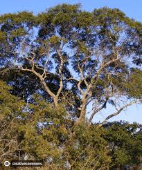 Image result for Julbernardia