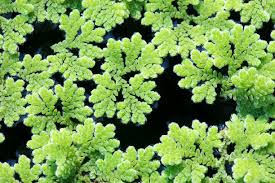 Image result for Azolla