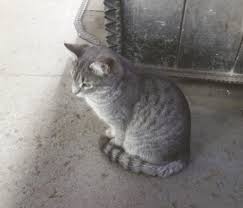 Greenwing drive, milton, de 1968 map it. Feral Cat Issue Prevalent Throughout County The Wellsboro Mansfield Gazette Tiogapublishing Com