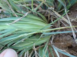 Image result for Eustachys paspaloides