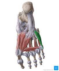 Maybe you would like to learn more about one of these? Flexor Digiti Minimi Brevis Of Foot Anatomy And Function Kenhub