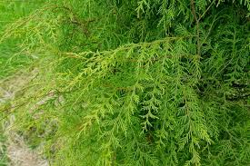 Image result for Cupressus funebris