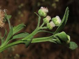 Image result for Pluchea dioscoridis