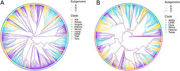 Image result for Urochloa subulifolia