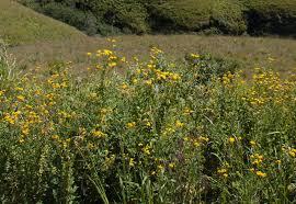 Image result for Nidorella auriculata