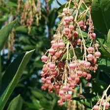 We can help you with this, since we. San Marcos Growers Wholesale Nursery Santa Barbara California