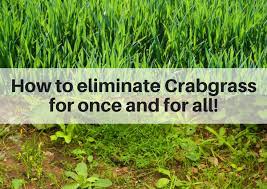 For best results, use the herbicide when the soil is damp but the crabgrass itself is dry. How To Eliminate Crabgrass On Your Lawn Once And For All Lawn Solutions Fairfield