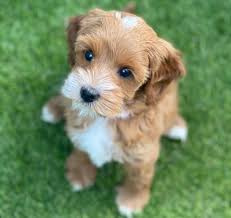 However free goldendoodles are a rarity as rescues usually charge a small adoption fee to cover their expenses ($100 to $200). Golden Doodle For Adoption Home Facebook