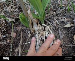Image result for Eulophia streptopetala