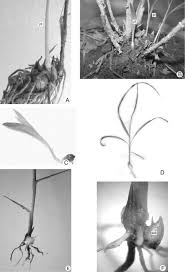 Image result for Enneapogon pretoriensis