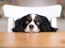 Welche abkühlung lieben eure hunde?. So Wickeln Hunde Ihre Menschen Um Die Pfote 4 Tricks