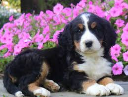 We did not find results for: Bernese Springer Spaniel Puppies For Sale Greenfield Puppies