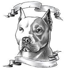 pitbull draw drawing art artwork tattoostencil tattoo pitbulltattoo pitbullart pitbull art pitbull tattoo pitbull drawing