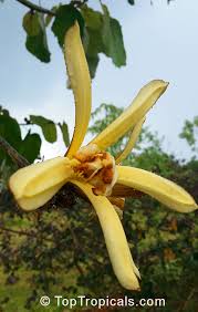 Image result for Pterospermum acerifolium