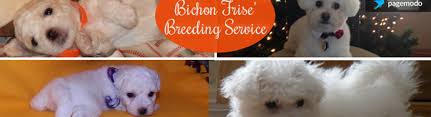 Daycare provider, or dog walker, who'll take complete care of your loved one . Bichon Puppy Love Hoffman Estates Il Alignable