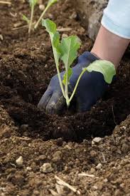 Oct 18, 2017 · you can also water your plants with it, but should use a slightly more diluted solution if you are going to water the leaves. The Biggest Secret To Vegetable Flower Power Using Worm Castings