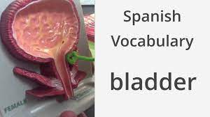 Put a bladder inside the head and inflate it very slowly. How To Say Bladder In Spanish Youtube