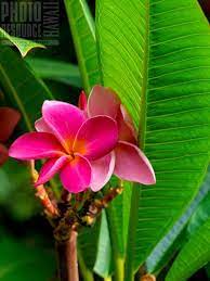 Plumeria Flowers Hawaiian Flowers Amazing Flowers