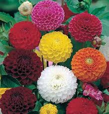 We did not find results for: Creative Farmer Flower Seeds Long Lasting Flower Dahlia Bambino Mixed Flower Seeds For All Season Garden Home Garden Seeds Eco Pack Plant Seeds Amazon In Garden Outdoors