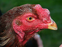 Fighting rooster for sale in tamilnadu. Asil Chicken Wikipedia