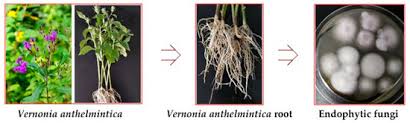Image result for Vernonia anthelmintica
