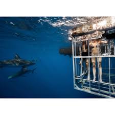 I can finally take swimming with sharks 🦈 off my bucket list ✔️ We were  safe & stayed in our cage as Galapagos Sharks swam all around us & it was  awesome.