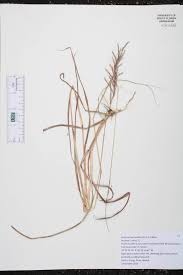 Image result for Bothriochloa bladhii