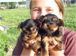 Beagle puppies houston tx petsidi. Yorkie For Sale Near Me Craigslist Off 64 Www Usushimd Com