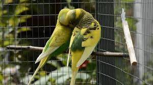 Sie ist gesund und teilzahm. Spiel Und Spass Fur Wellensittiche Zooroyal Ratgeber