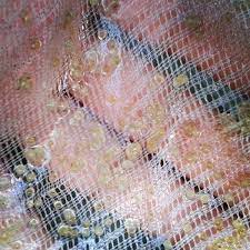 Raising Koi Fry Proven Step Wise Approach 2019 Koi Fish Care Koi Backyard Animals