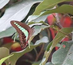 Image result for Annickia