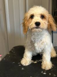 What activities are available for an 8-year-old in Big Bear to make friends?