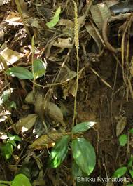 Image result for Hetaeria