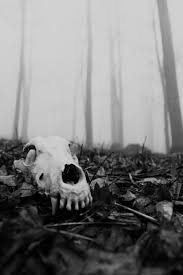 Pin By A L S 2 On Colors Black White 3 Ao Supernatural Horror Animal Bones Skull Animal Skulls