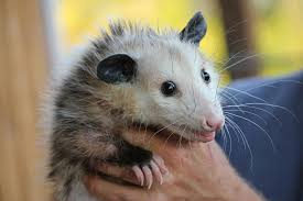 Secondly, opossums do not suckle like kittens and puppies, they swallow and later lap. What Should You Do If Your Dog Killed A Possum