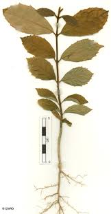 Image result for Isoglossa laxiflora