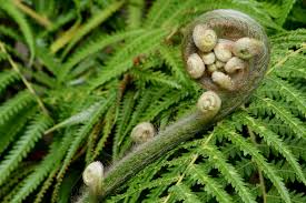 Sending flowers online is in trend these days since flowers are the most beautiful gifts. Fern Wikipedia