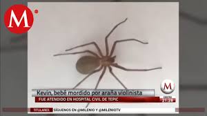 Una de sus principales características es que cambia de color. Peligra Vida De Menor Por Picadura De Arana Violinista By Televisa Monterrey