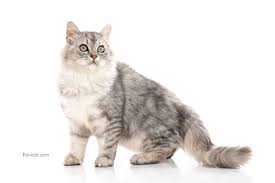 Pemilihan kandang kucing anggora kandang yang kita perlukan kisaran 2×2×2m atau 2×1×2m agar si kucing tidak sulit bergerak dan bisa bermain di dalam kandang. Gambar Kucing Persia Imut Dan Lucu Untuk Mencerahkan Hatimu