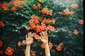 You will find budget sympathy flowers in flora here. Pin By Kayli Galster On Beauty Flora Orange Aesthetic Flowers Photography